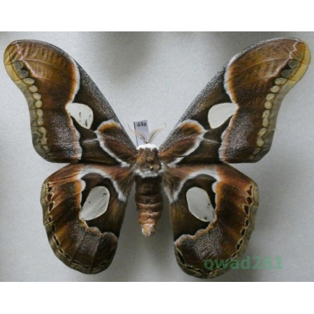 Rothschildia arethusa Walker, 1855 male Argentina 102mm44a